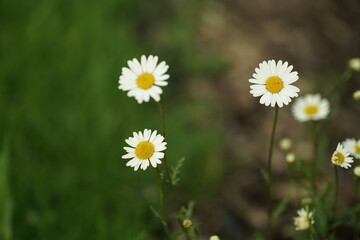 Fototapeta premium daisies in the grass