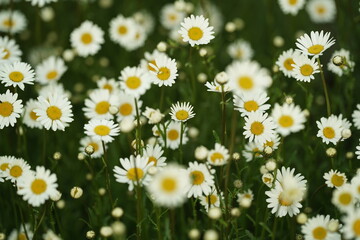 Fototapeta premium field of daisies