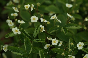 white flowers in a garden