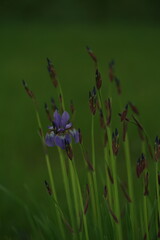flower in the grass