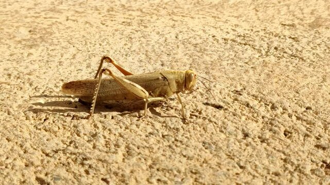 Close-up of an Egyptian locust (Anacridium aegyptium) walking on the pavement on a sunny summer day