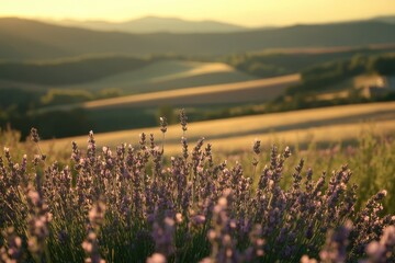 Lavender field in golden light, rolling hills fading into the sunset background. Peaceful, tranquil, and inviting scene of nature.