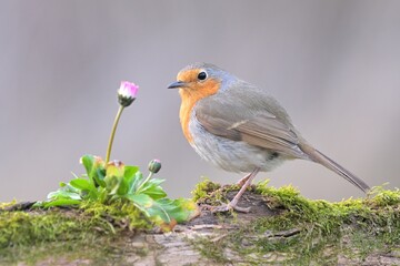 European robin Erithacus rubecula bird songbird wildlife nature predator cock o the north,...