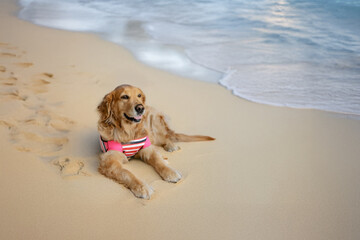 Cute golden retriever dog lying on a tropical sandy beach near the ocean, wearing a colorful striped and pink swimsuit. This adorable pet moment captures the joy of summer, travel, and beach time. Per