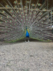 Obraz premium A vibrant male peacock stands on sandy ground with its iridescent tail feathers fully fanned out in a dazzling display