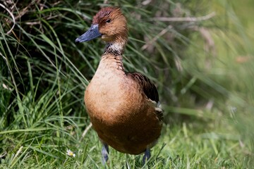 The Fulvous Whistling Duck or Fulvous Tree Duck (Dendrocygna bicolor).