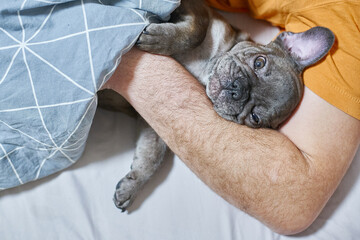 Gray French Bulldog Lying in Your Hands Like a Hare Face