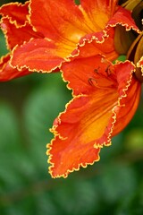 Vibrant orange-red flowers, likely from an African Tulip Tree (Spathodea\;campanulata), are clustered amidst lush green, compound leaves.
