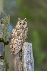 Long eared Owl, Scientific name: Asio otus.  Portrait of a long eared owl with large orange eyes,...