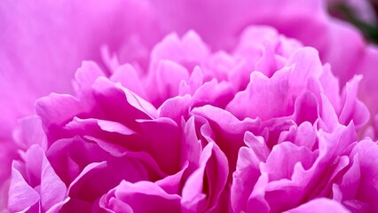 Fototapeta premium Close-up of pink peony petals in full bloom