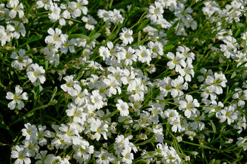 beautiful flowers in the nature
