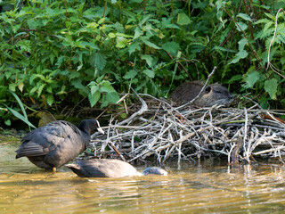 Corneille noire (Corvus corone) marchant au sol à la mare Saint James, Bois de Boulogne, Paris