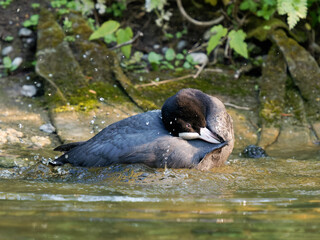 Corneille noire (Corvus corone) marchant au sol à la mare Saint James, Bois de Boulogne, Paris