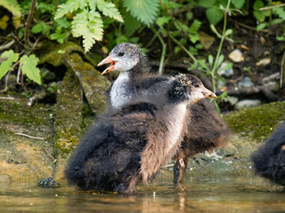 Corneille noire (Corvus corone) marchant au sol à la mare Saint James, Bois de Boulogne, Paris