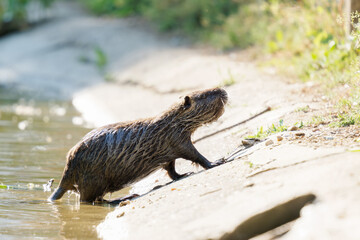 Corneille noire (Corvus corone) marchant au sol à la mare Saint James, Bois de Boulogne, Paris