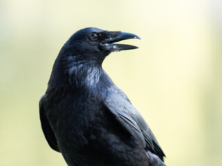 Corneille noire (Corvus corone) marchant au sol à la mare Saint James, Bois de Boulogne, Paris