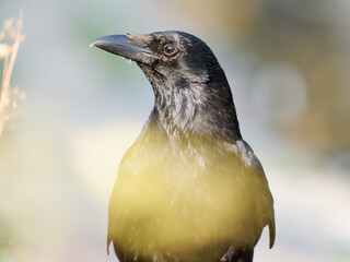 Corneille noire (Corvus corone) marchant au sol à la mare Saint James, Bois de Boulogne, Paris
