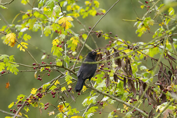 a blackbird looking for the berries of hawthorn, blackbird on crataegus rhipidophylla, blackbird on a branch between red berries, light green leaves and a Turdus merula