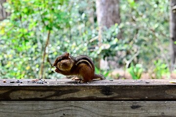 Chipmunk with stuffed cheeks