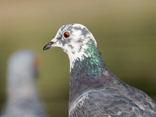 Pigeon biset (Columba livia) leucique de profil en milieu urbain à la mare Saint James, Bois de Boulogne