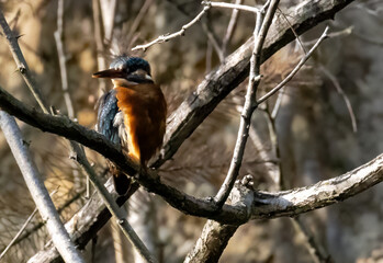 Eisvogel