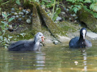Foulque macroule (Fulica atra) nourrissant ses petits dans l’eau à la mare Saint James, Bois de Boulogne, faune urbaine