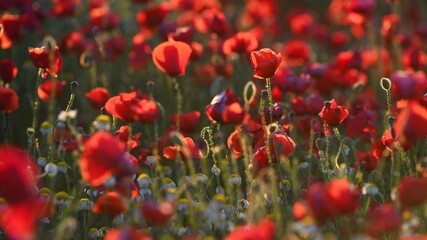 Field of red poppies at sunset. Meadow covered with red poppies at sunset. Close-up detail of a poppy flower