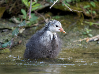 Jeune foulque macroule (Fulica atra) faisant sa toilette au bord de l’eau à la mare Saint James, faune urbaine à Paris