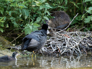 Ragondin sur un nid de foulque macroule (Fulica atra), scène de cohabitation urbaine à la mare Saint James, Paris