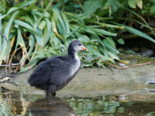 Jeune foulque macroule (Fulica atra) faisant sa toilette au bord de l’eau à la mare Saint James,...