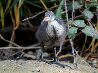 Jeune foulque macroule (Fulica atra) faisant sa toilette au bord de l’eau à la mare Saint James,...