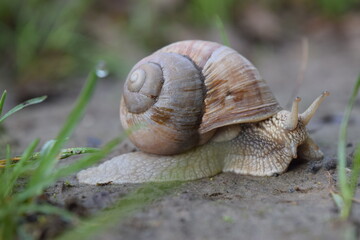 Csiga
