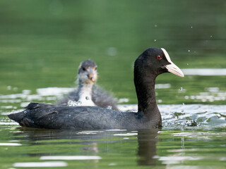 Foulque macroule (Fulica atra) nourrissant ses petits dans l’eau à la mare Saint James, Bois de Boulogne, faune urbaine