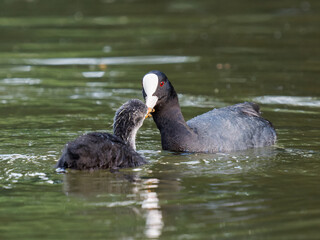 Foulque macroule (Fulica atra) nourrissant ses petits dans l’eau à la mare Saint James, Bois de Boulogne, faune urbaine