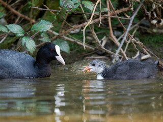 Foulque macroule (Fulica atra) nourrissant ses petits dans l’eau à la mare Saint James, Bois de Boulogne, faune urbaine