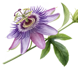monkshood png poisonous plant png aconitum plant png medicinal plant png garden flower png wildflower png nature plant png transparent background image