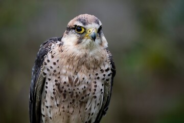 A hybrid of a Gyrfalcon (Falco rusticolus) and a Barbary Falcon (Falco peregrinus pelegrinoides).