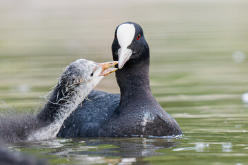 Foulque macroule (Fulica atra) nourrissant ses petits dans l’eau à la mare Saint James, Bois de Boulogne, faune urbaine