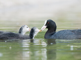 Foulque macroule (Fulica atra) nourrissant ses petits dans l’eau à la mare Saint James, Bois de Boulogne, faune urbaine