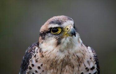 A hybrid of a Gyrfalcon (Falco rusticolus) and a Barbary Falcon (Falco peregrinus pelegrinoides).