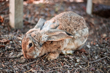 Gray domestic rabbit sits on the ground huddled. Growing pets