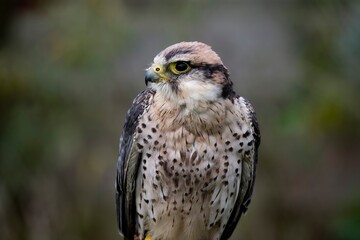 A hybrid of a Gyrfalcon (Falco rusticolus) and a Barbary Falcon (Falco peregrinus pelegrinoides).