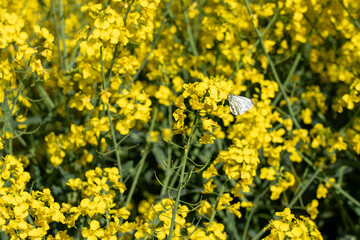 Obraz premium A delicate white butterfly perched on vibrant yellow blossoms in a lush field, capturing nature’s beauty and harmonious serenity