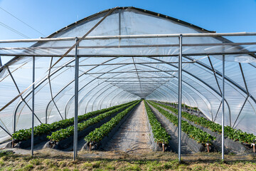 Explore a spacious greenhouse with organized rows of vibrant green plants thriving under abundant...