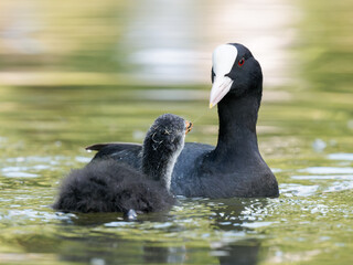 Foulque macroule (Fulica atra) nourrissant ses petits dans l’eau à la mare Saint James, Bois de...