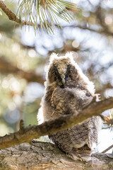 fluffy young long eared owl