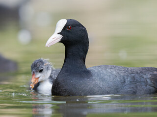 Famille de foulques macroules (Fulica atra) sur l’eau à la mare Saint James, bois de Boulogne,...
