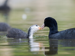 Foulque macroule (Fulica atra) nourrissant ses petits dans l’eau à la mare Saint James, Bois de Boulogne, faune urbaine