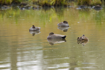 four sleeping gadwalls, gadwall ducks on the pond reed in the background, idyllic scene on the lake with peaceful ducks, idyllic nature with water birds, Mareca strepera
