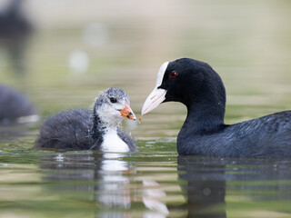 Foulque macroule (Fulica atra) nourrissant ses petits dans l’eau à la mare Saint James, Bois de Boulogne, faune urbaine © Colombe Delons